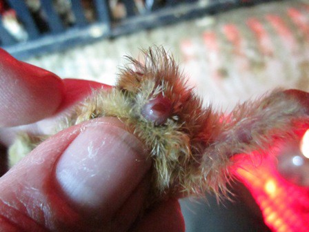 cloaca expuesta 2